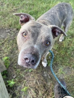 Enlarge Plato, a Adoptable Pit Bull Terrier in Indianapolis, IN image 1/1