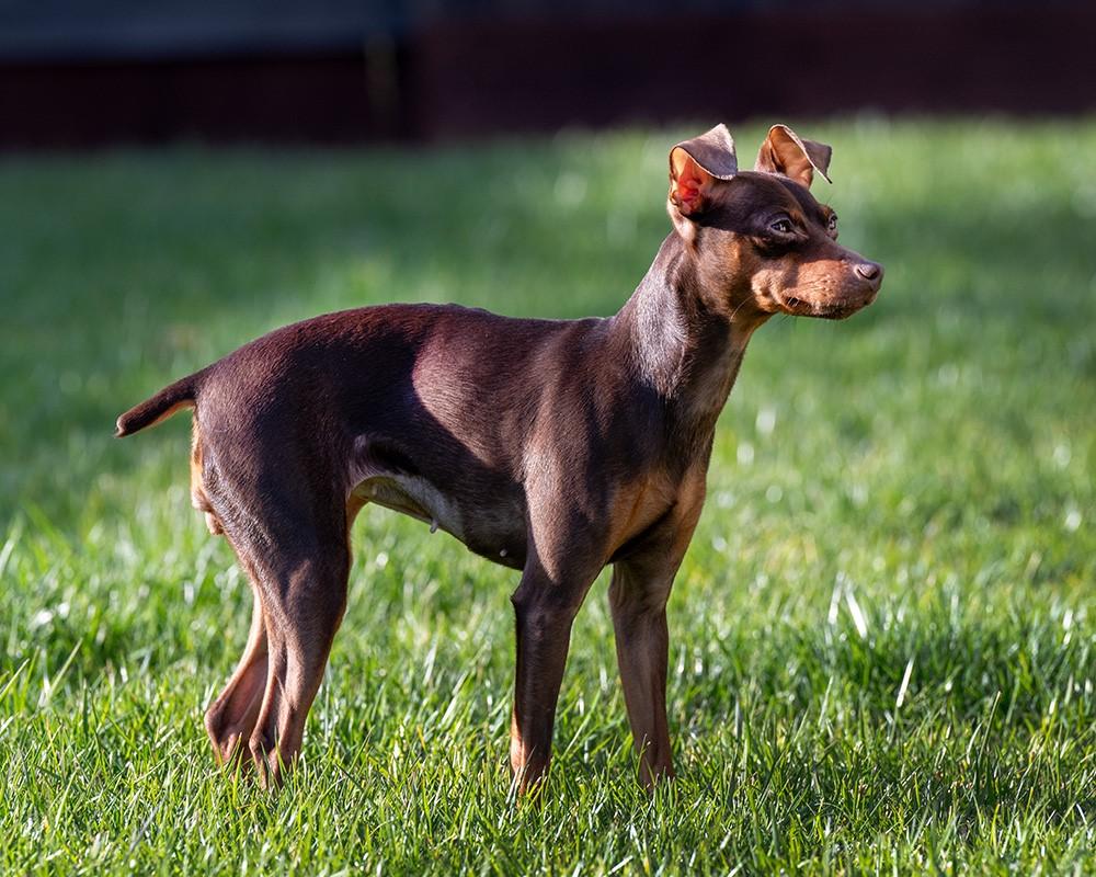 Judy, an adopted Miniature Pinscher in Sacramento, CA image 4/4