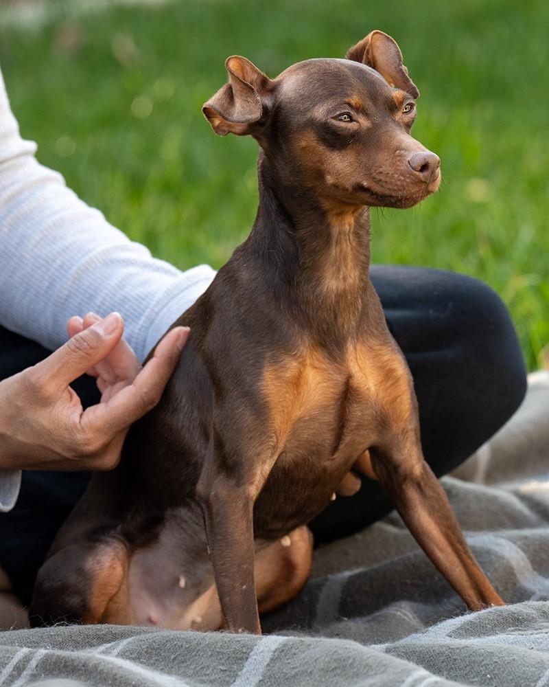 Judy, adopted, Adult Female Miniature Pinscher.