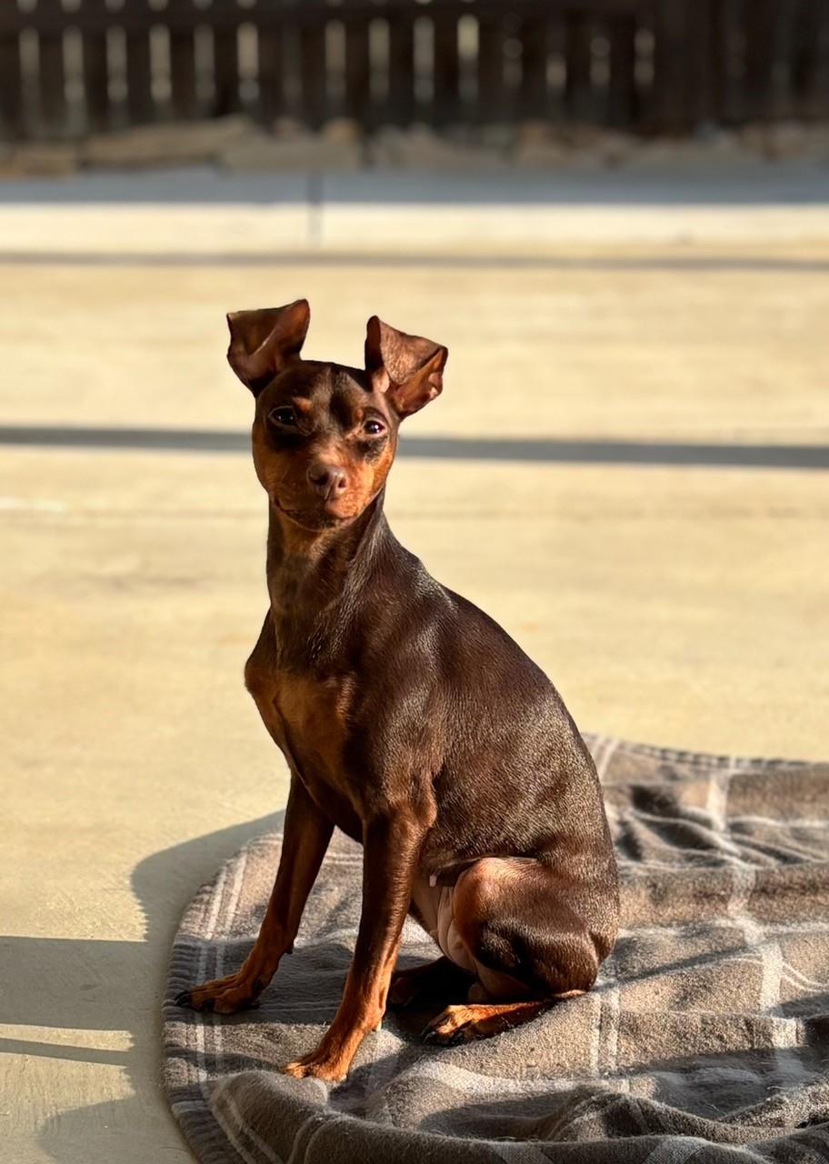 Judy, an adopted Miniature Pinscher in Sacramento, CA image 3/4