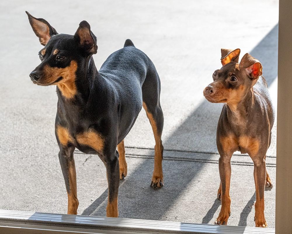Judy, an adopted Miniature Pinscher in Sacramento, CA image 2/4