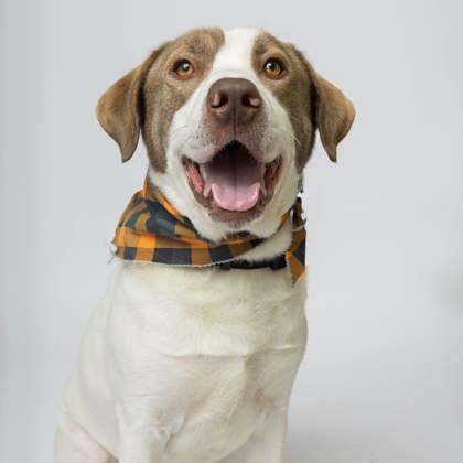 Pallo, an adoptable Labrador Retriever in Boyne City, MI, 49712 | Photo Image 1