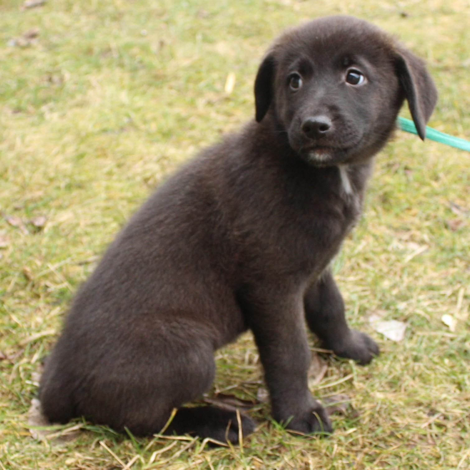 Enlarge Gwyneth, an adopted Labrador Retriever in Eaton, OH image 6/6