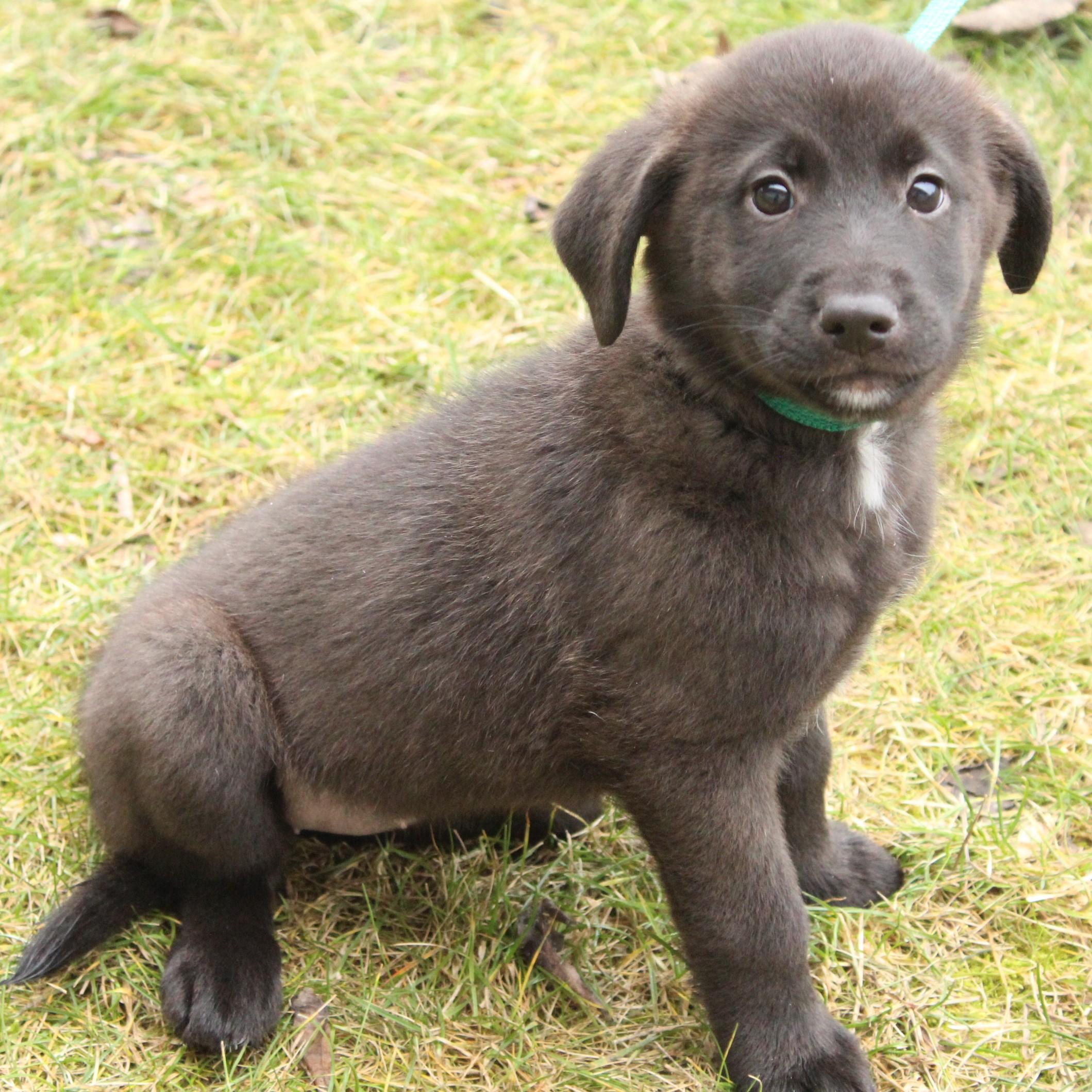 Enlarge Gwyneth, an adopted Labrador Retriever in Eaton, OH image 2/6