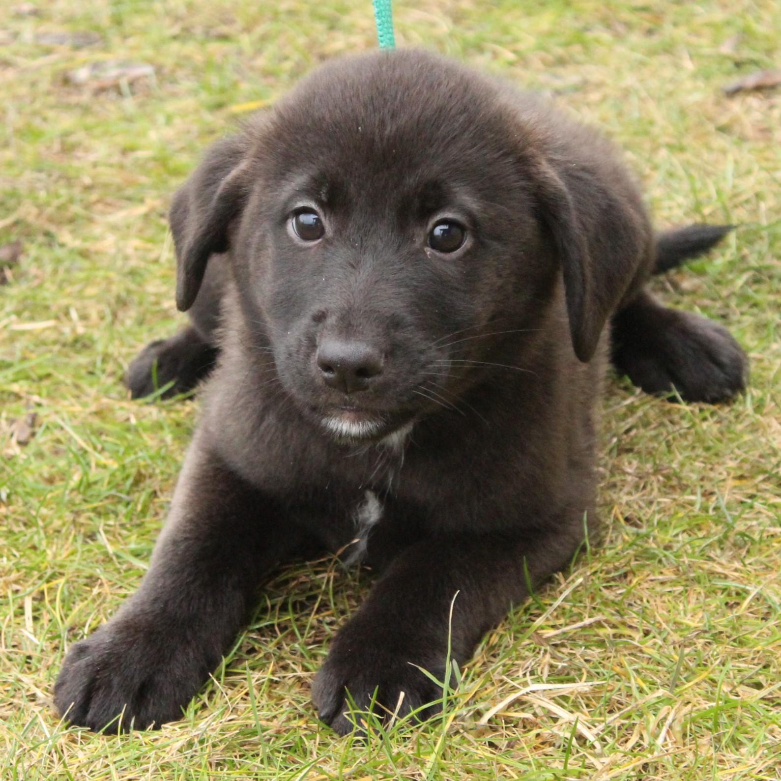 Enlarge Gwyneth, an adopted Labrador Retriever in Eaton, OH image 4/6