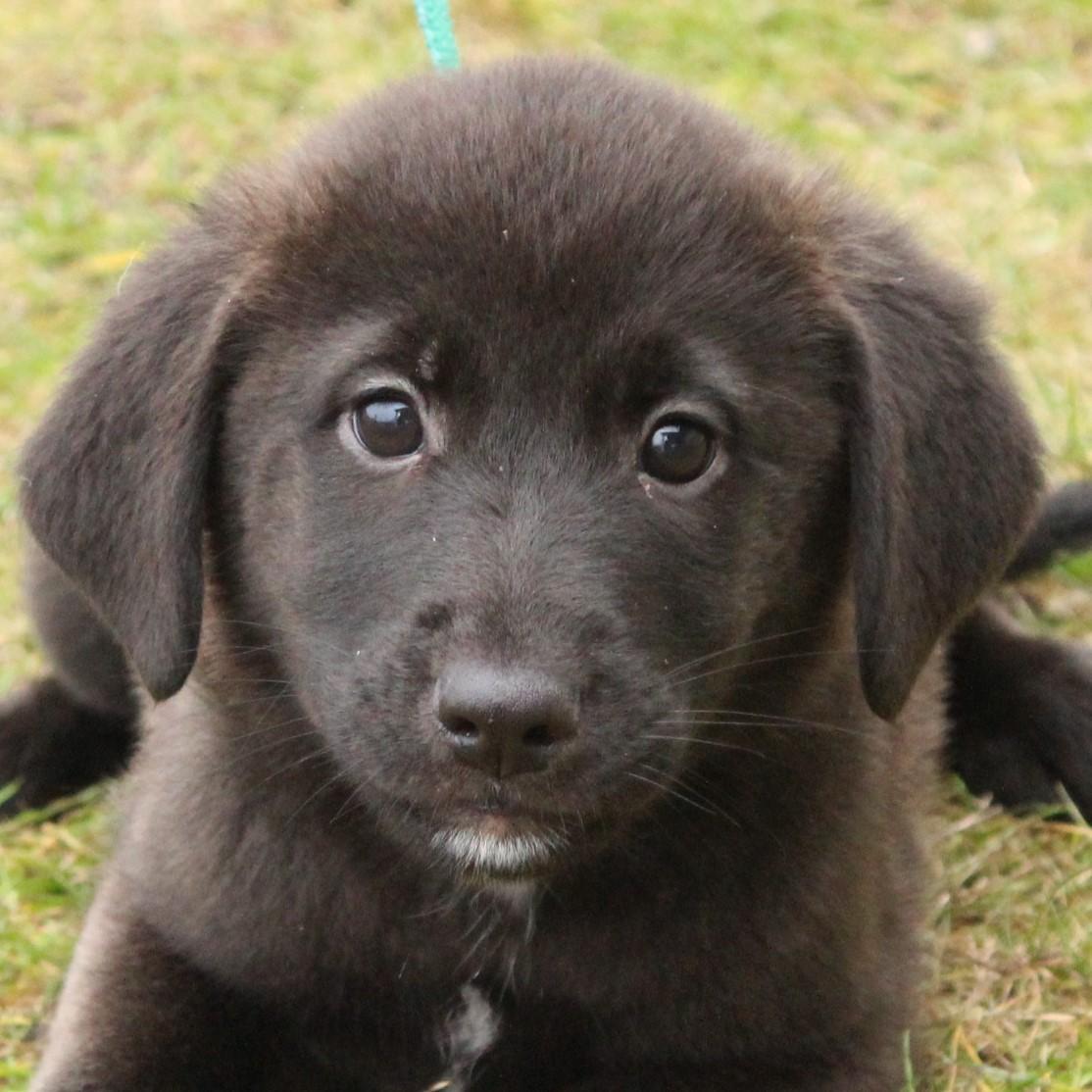Enlarge Gwyneth, an adopted Labrador Retriever in Eaton, OH image 1/6