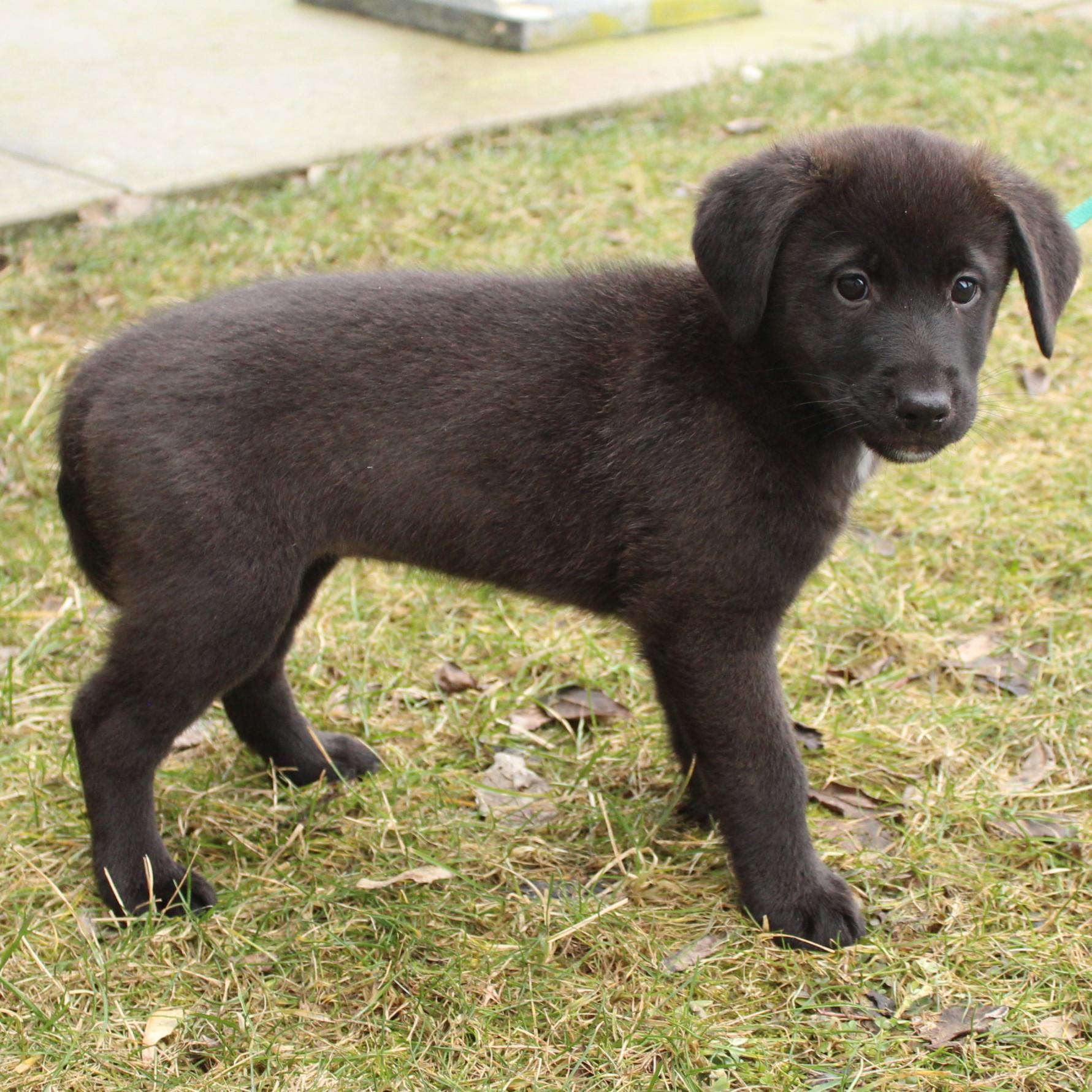 Enlarge Gwyneth, an adopted Labrador Retriever in Eaton, OH image 5/6