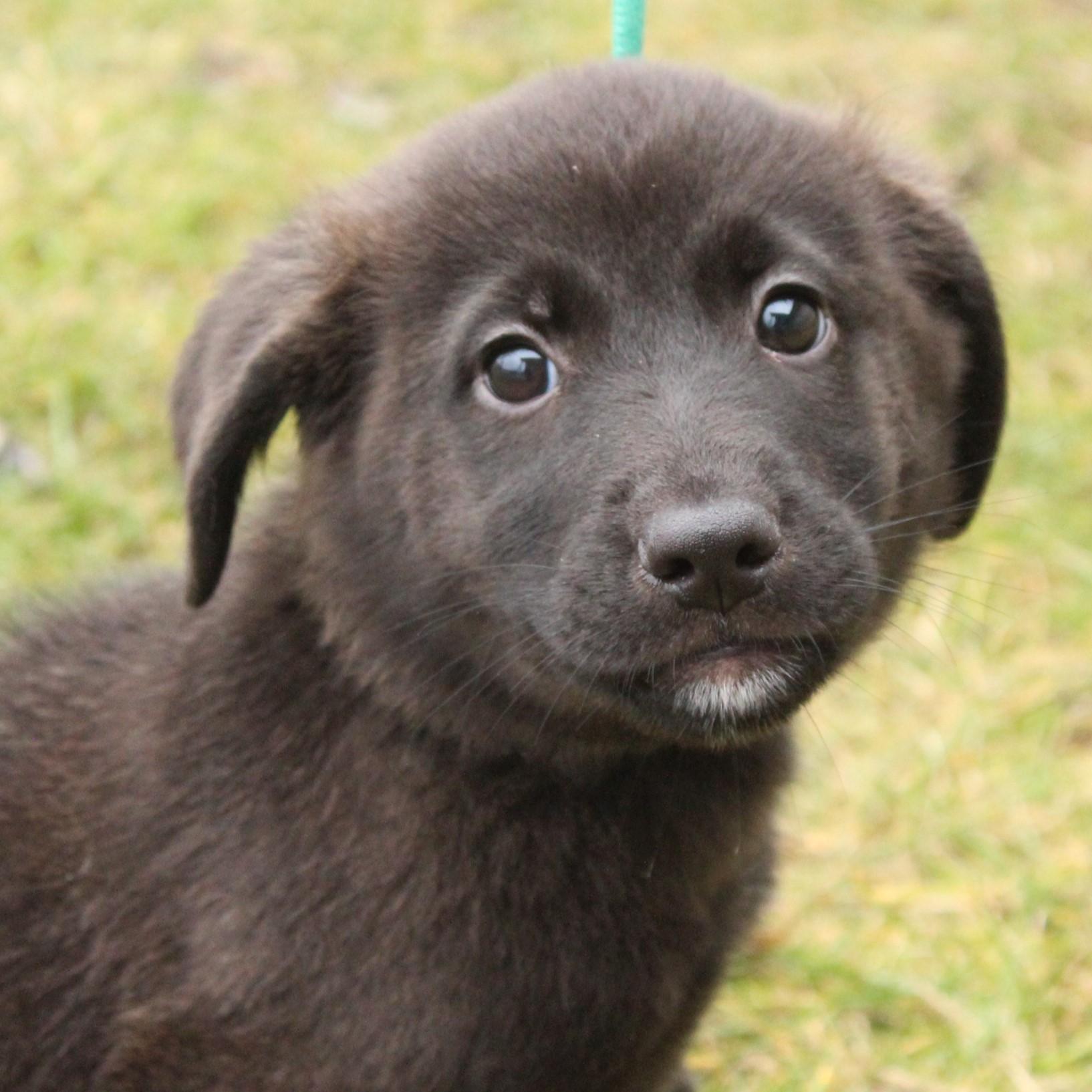 Enlarge Gwyneth, an adopted Labrador Retriever in Eaton, OH image 3/6
