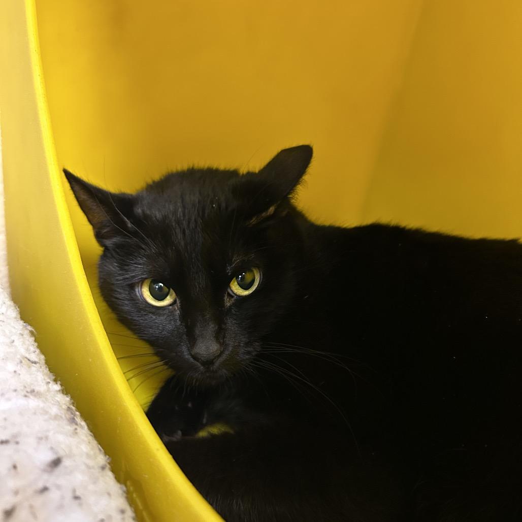 Enlarge Rose, a Adoptable Domestic Short Hair in Waukesha, WI image 1/3