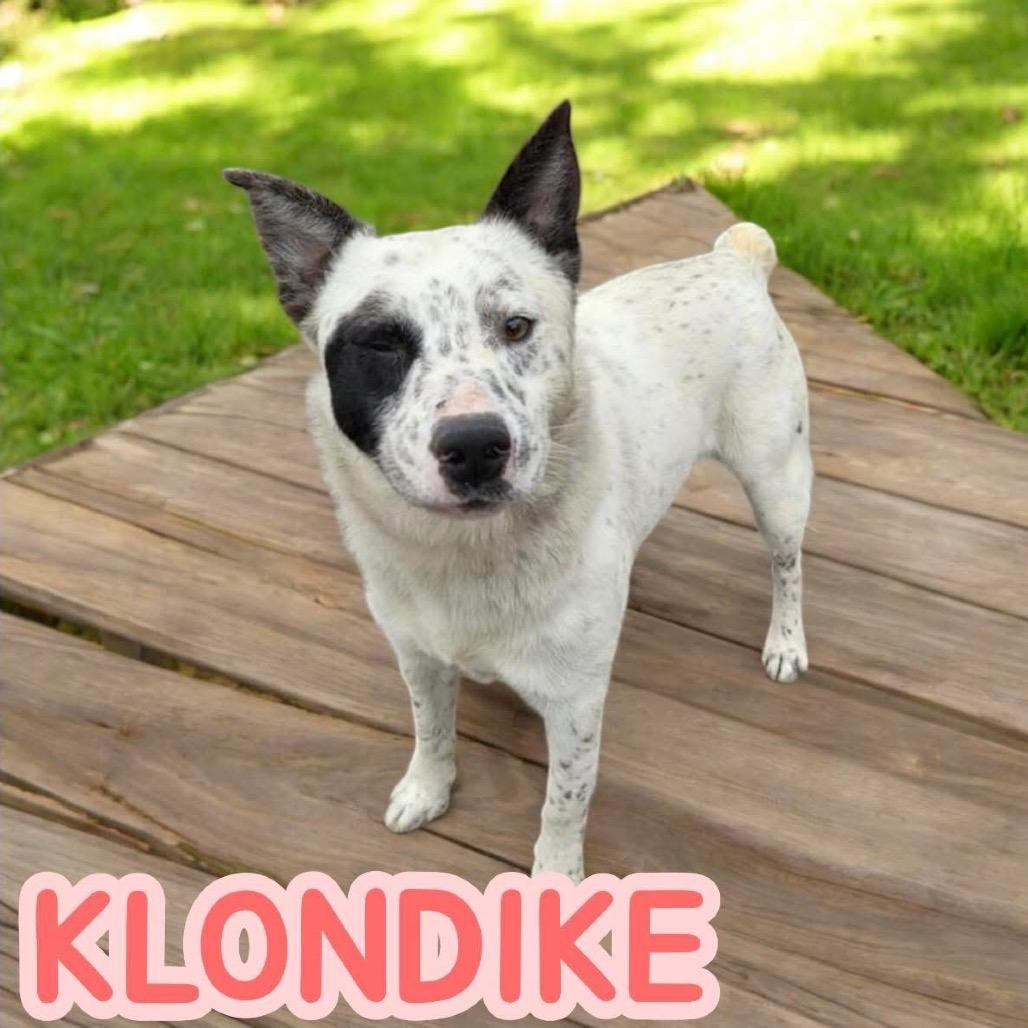 Enlarge Klondike, a Adoptable Australian Cattle Dog / Blue Heeler in Bellingham, WA image 2/5