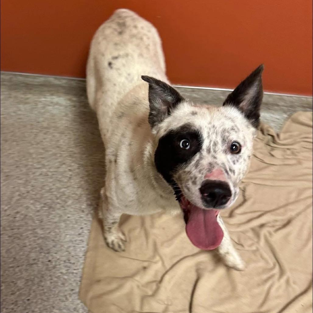 Enlarge Klondike, a Adoptable Australian Cattle Dog / Blue Heeler in Bellingham, WA image 4/5