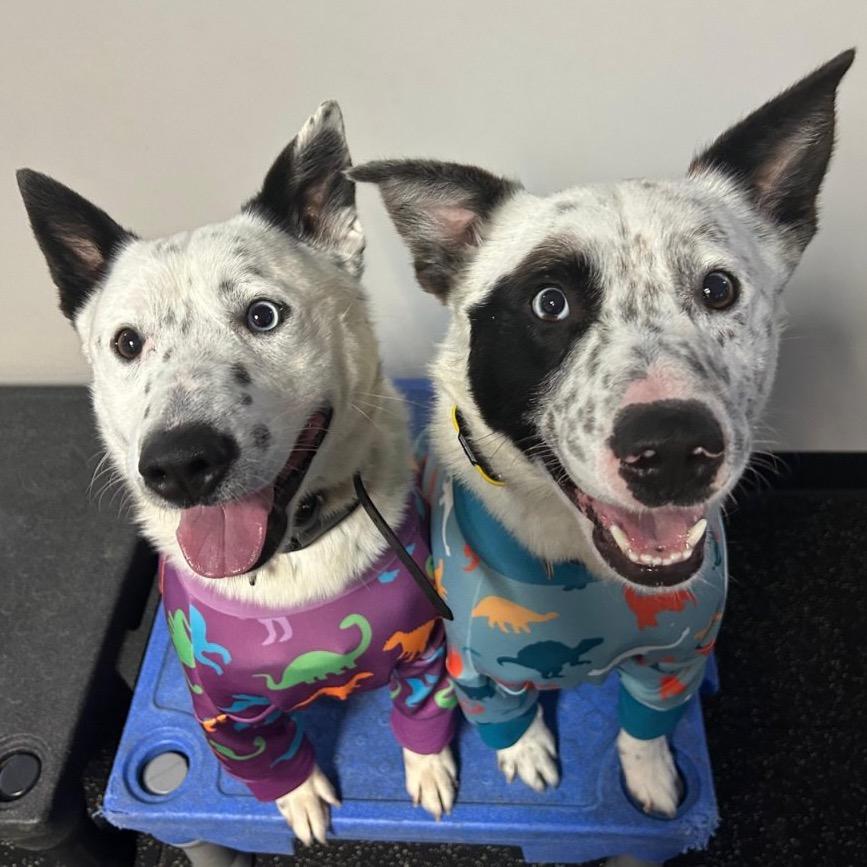 Enlarge Klondike, a Adoptable Australian Cattle Dog / Blue Heeler in Bellingham, WA image 5/6