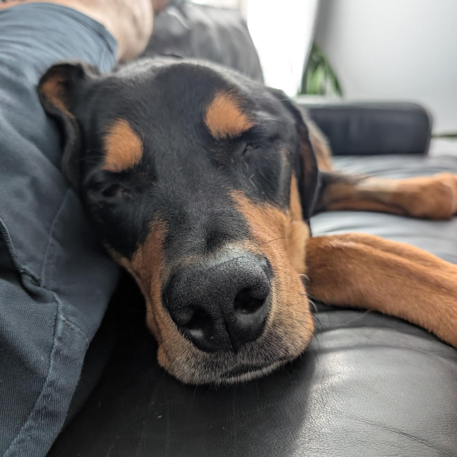 Norm in Colorado, a ADOPTABLE Rottweiler in Boulder, CO image 3/6