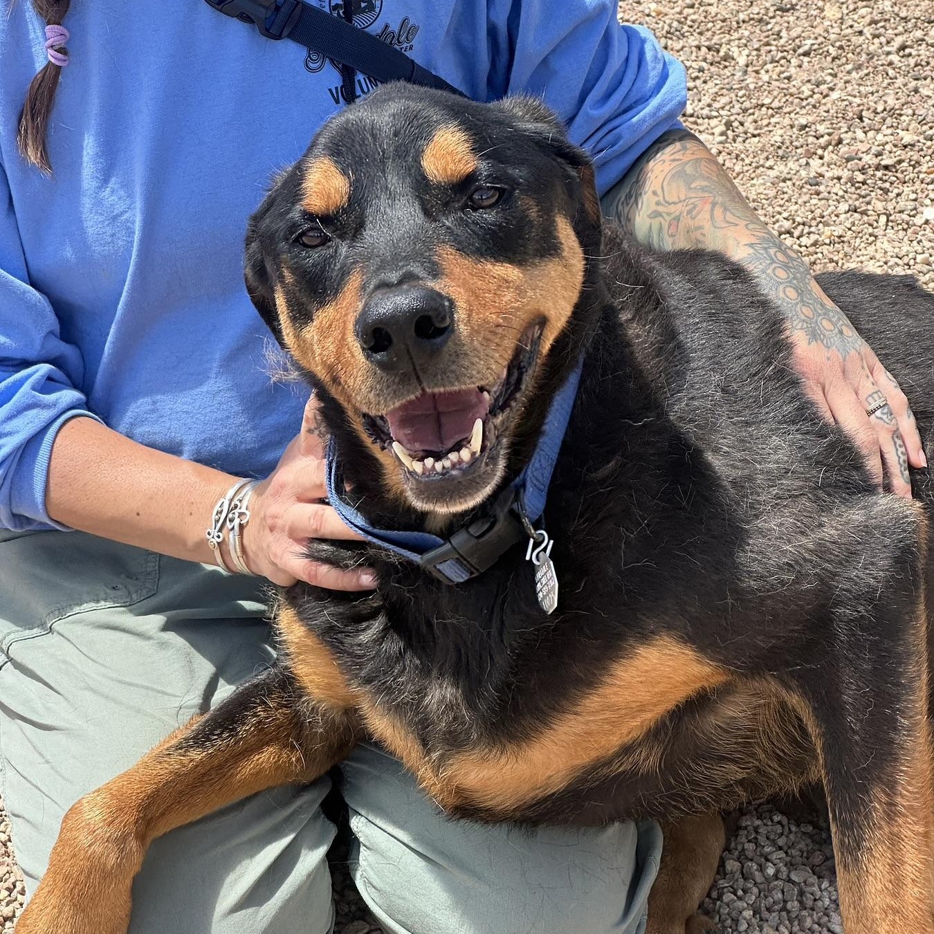 Norm in Colorado, a ADOPTABLE Rottweiler in Boulder, CO image 4/6
