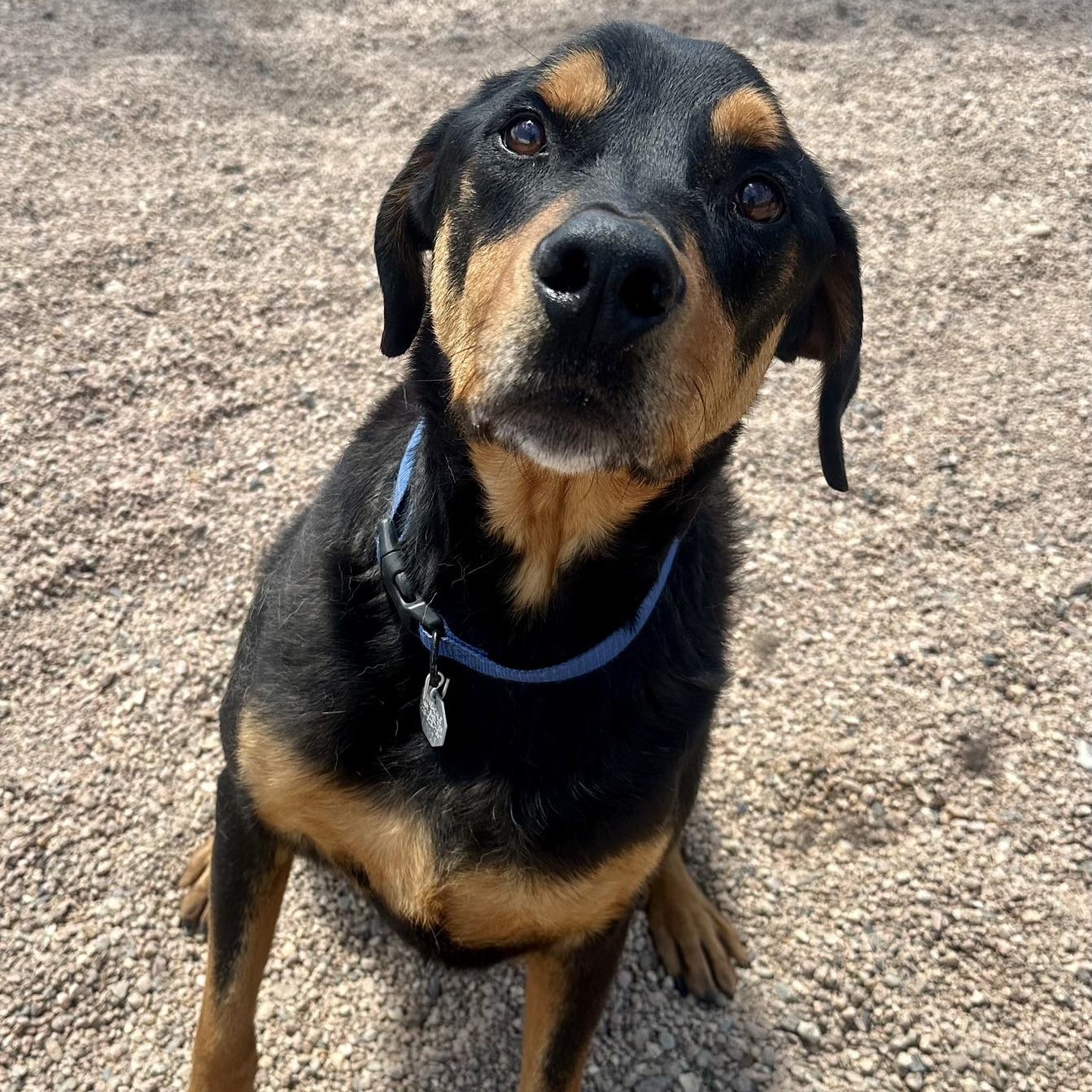 Norm in Colorado, a ADOPTABLE Rottweiler in Boulder, CO image 5/6