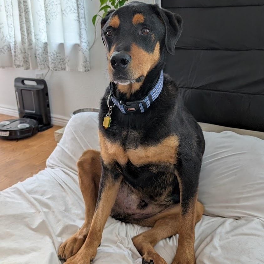 Norm in Colorado, a ADOPTABLE Rottweiler in Boulder, CO image 2/6