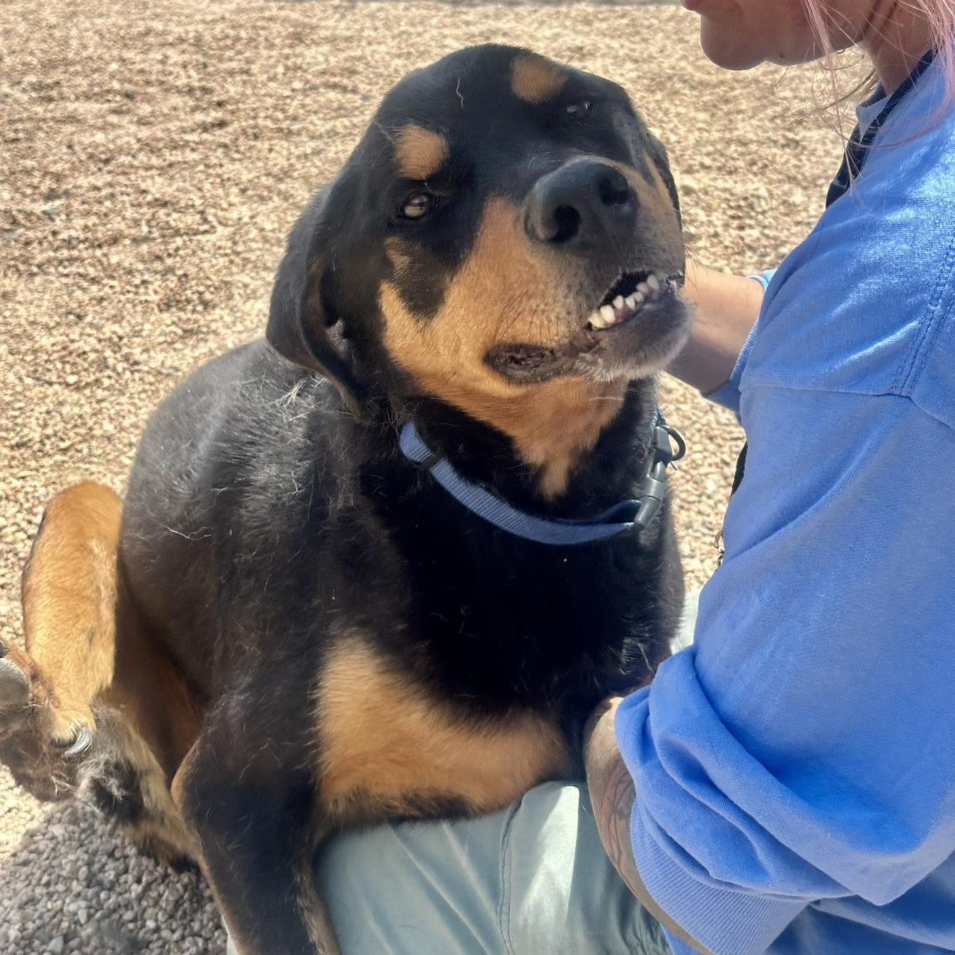 Norm in Colorado, ADOPTABLE, Senior Male Rottweiler.