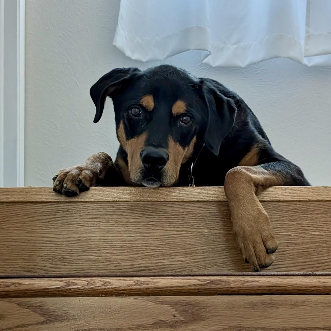Norm in Colorado, a ADOPTABLE Rottweiler in Boulder, CO image 6/6