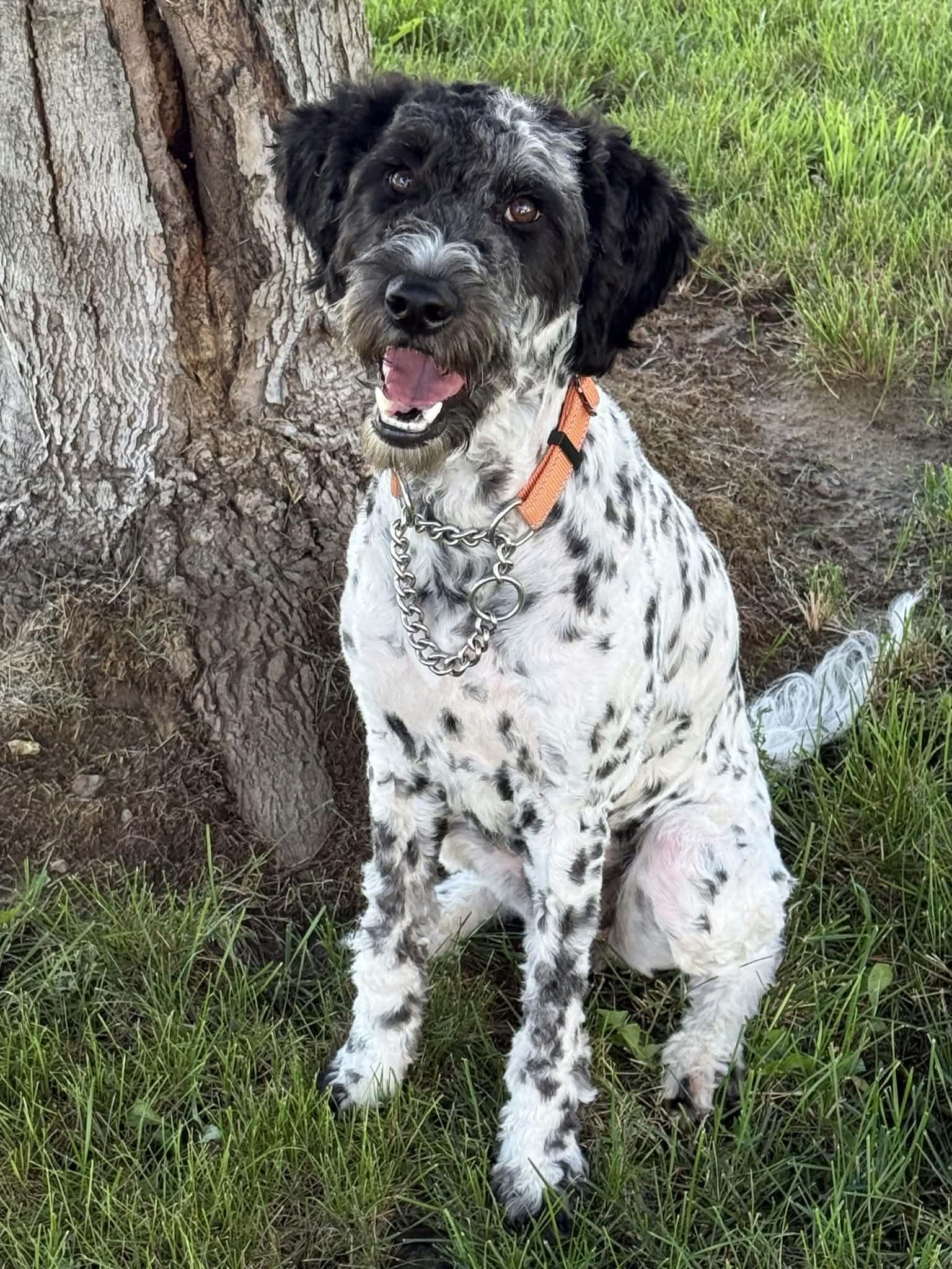 Clementine, Adopted, Young Female Dalmatian & Standard Poodle.