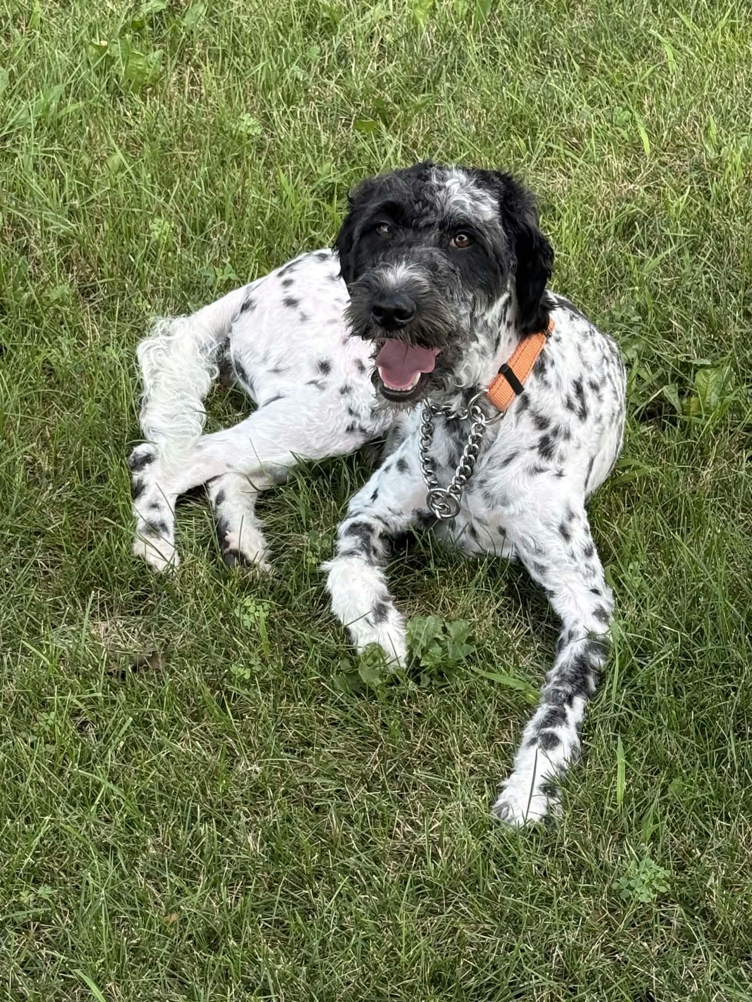 Enlarge Clementine, a Adopted mixed breed in West Des Moines, IA image 2/3