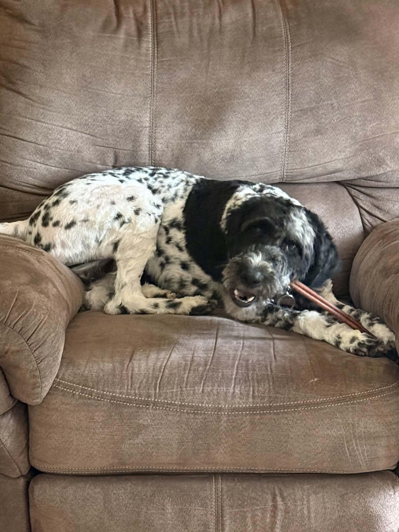 Enlarge Clementine, a Adopted mixed breed in West Des Moines, IA image 3/3