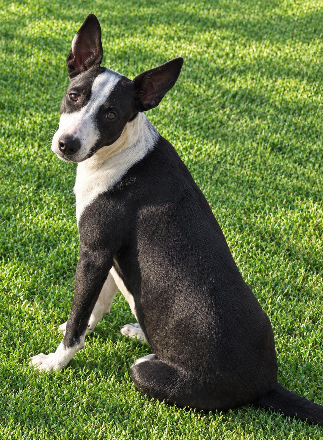 Rufus, Adoptable, Young Male Border Collie.