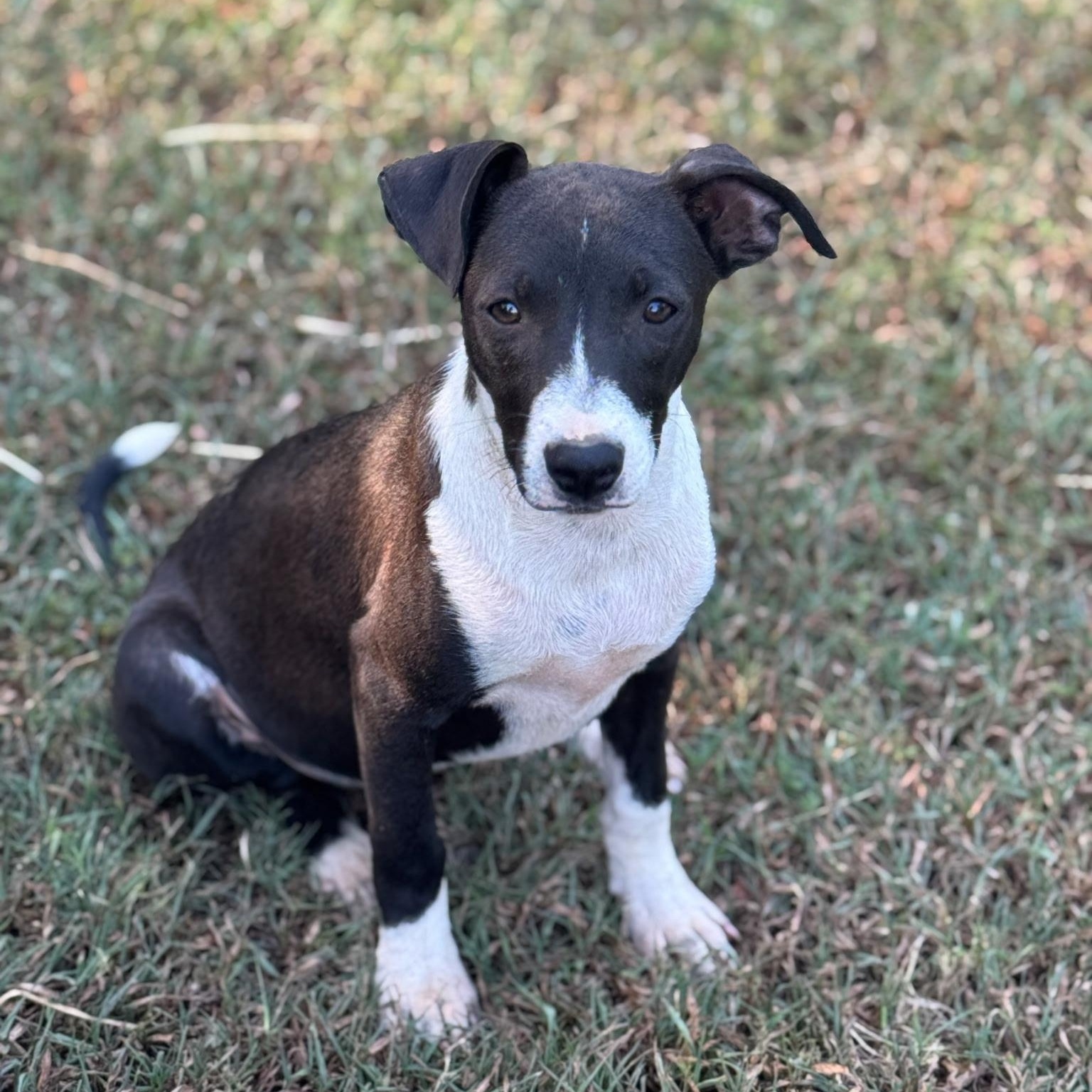 Enlarge Rufus, a Adoptable mixed breed in Holly Springs, MS image 2/5