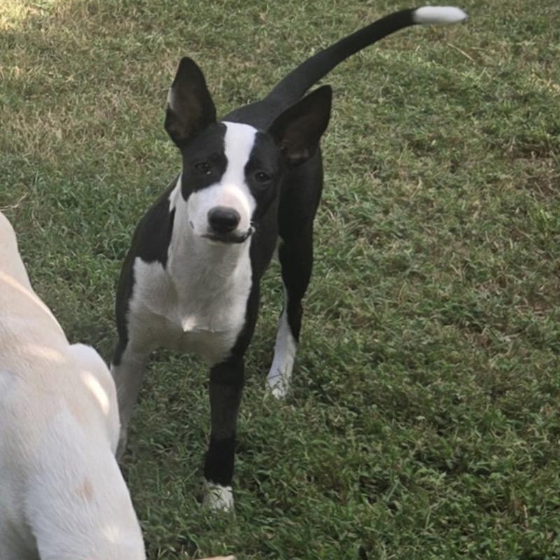 Enlarge Rufus, a Adoptable mixed breed in Holly Springs, MS image 5/5