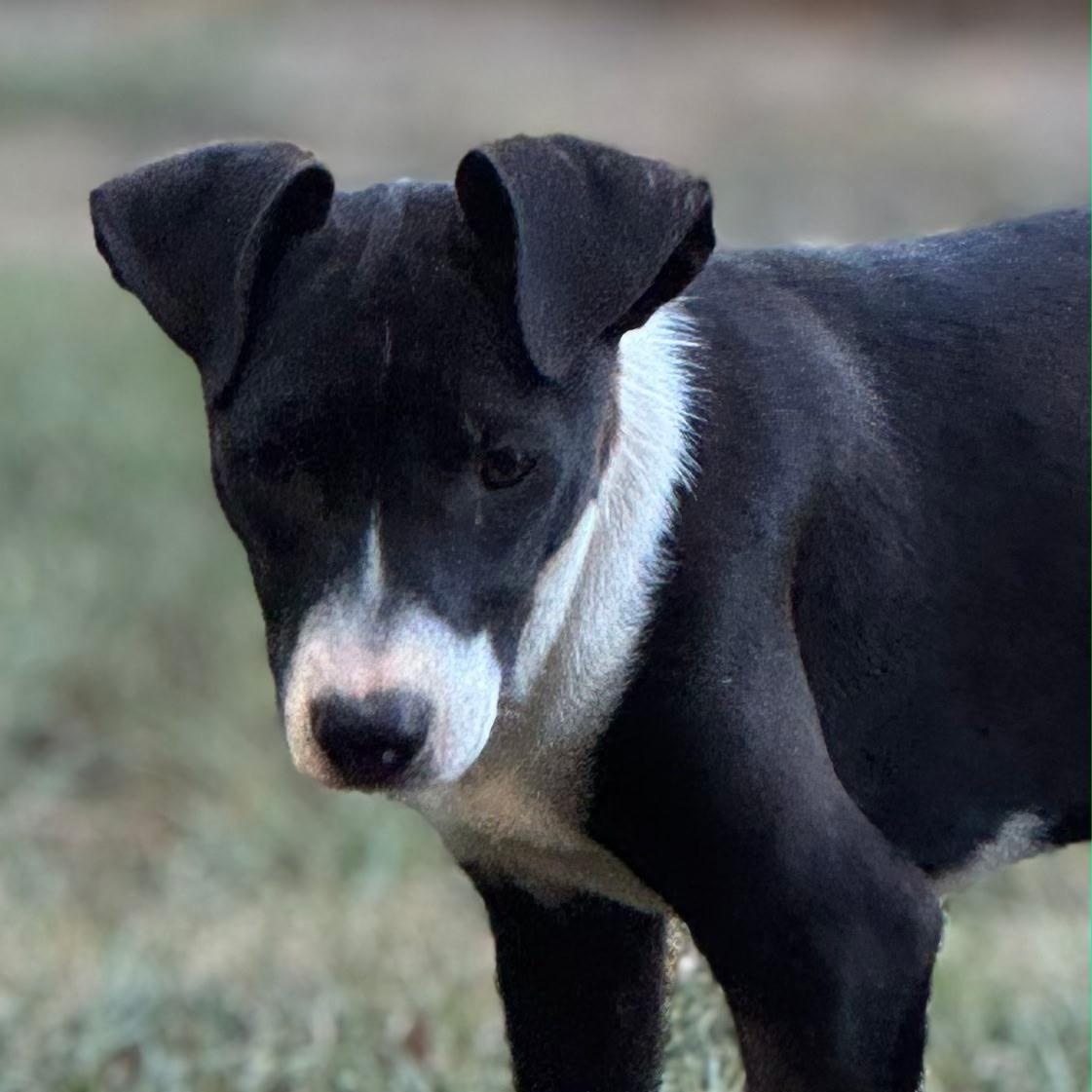 Enlarge Rufus, a Adoptable mixed breed in Holly Springs, MS image 4/5