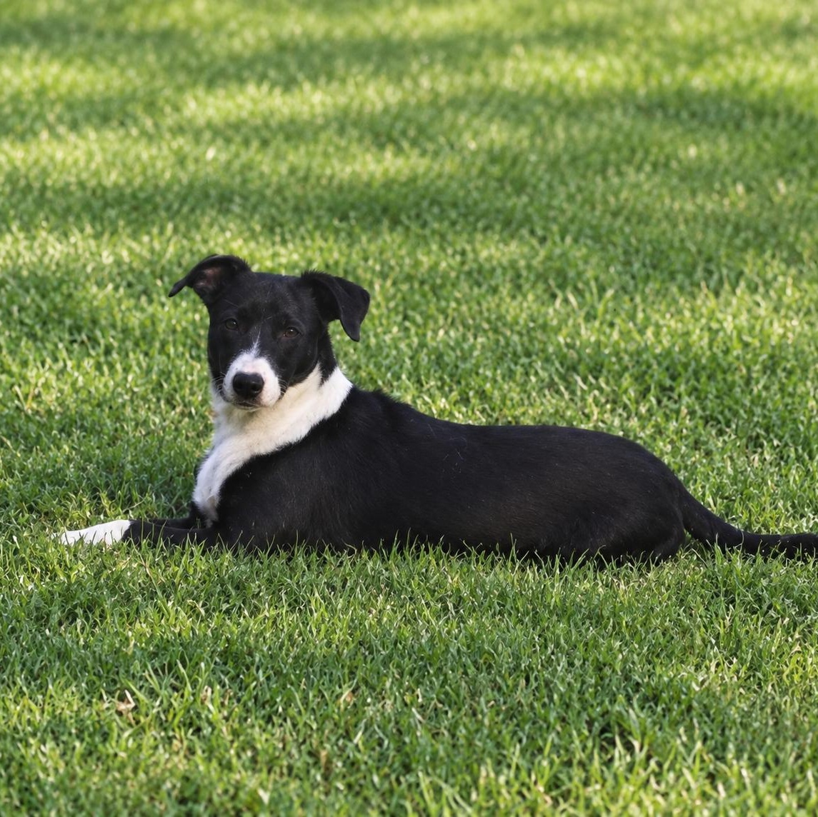 Enlarge Rufus, a Adoptable mixed breed in Holly Springs, MS image 3/5