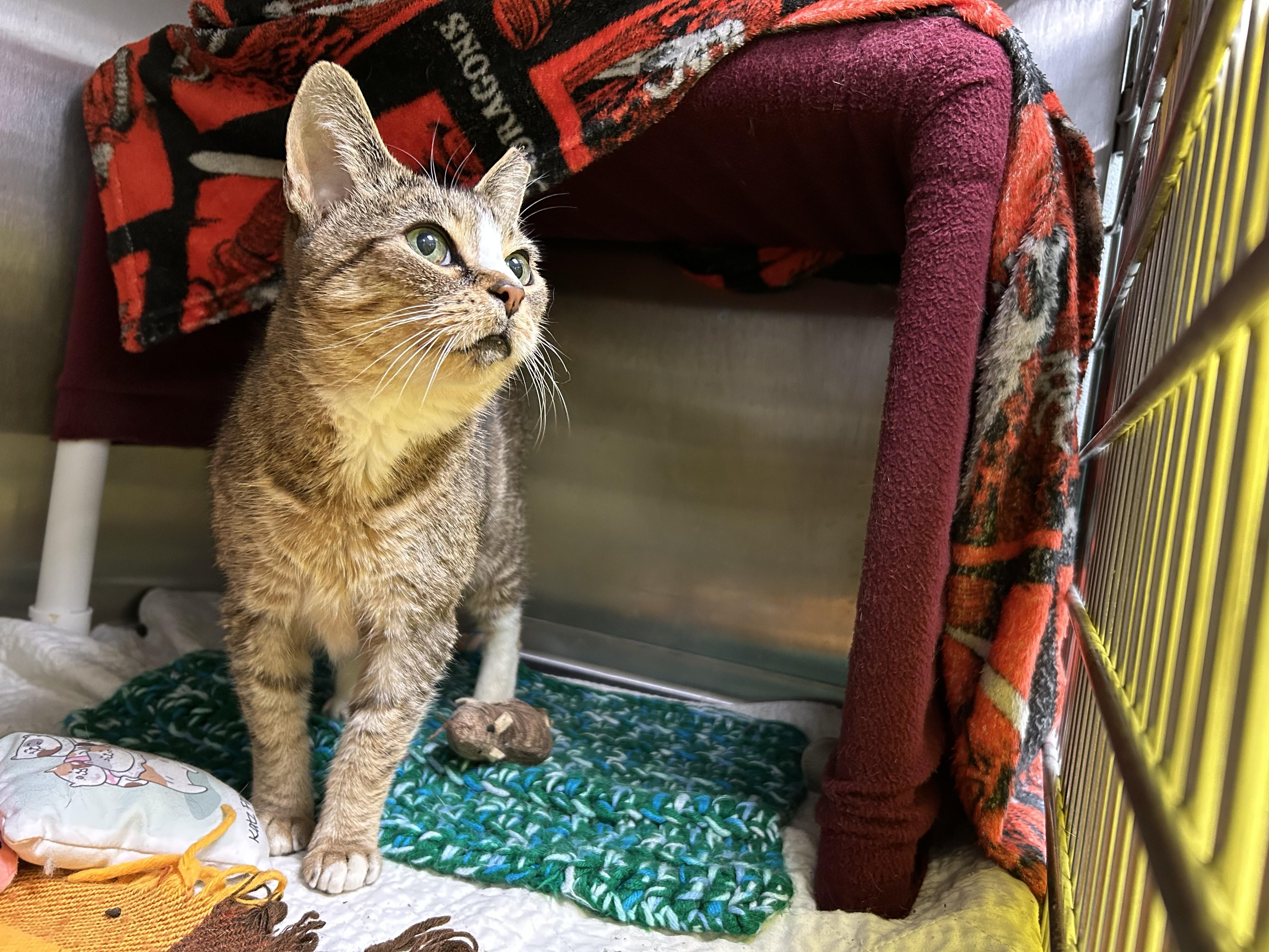 Mosquito, Adoptable, Adult Female Tabby.