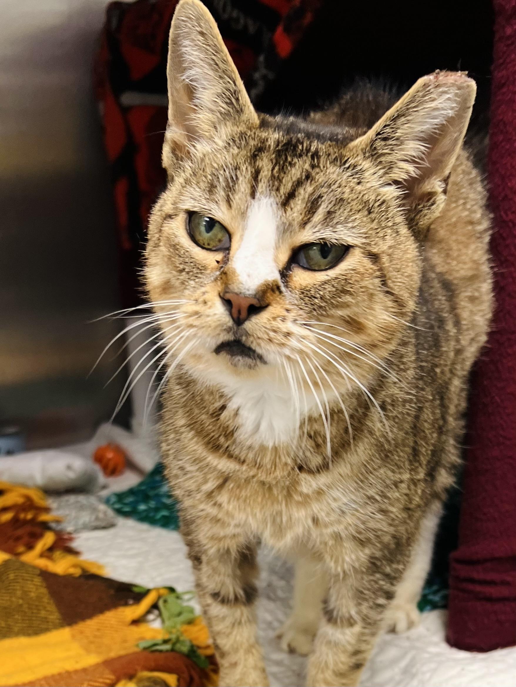 Mosquito, a Adoptable Tabby in Westfield, MA image 2/3