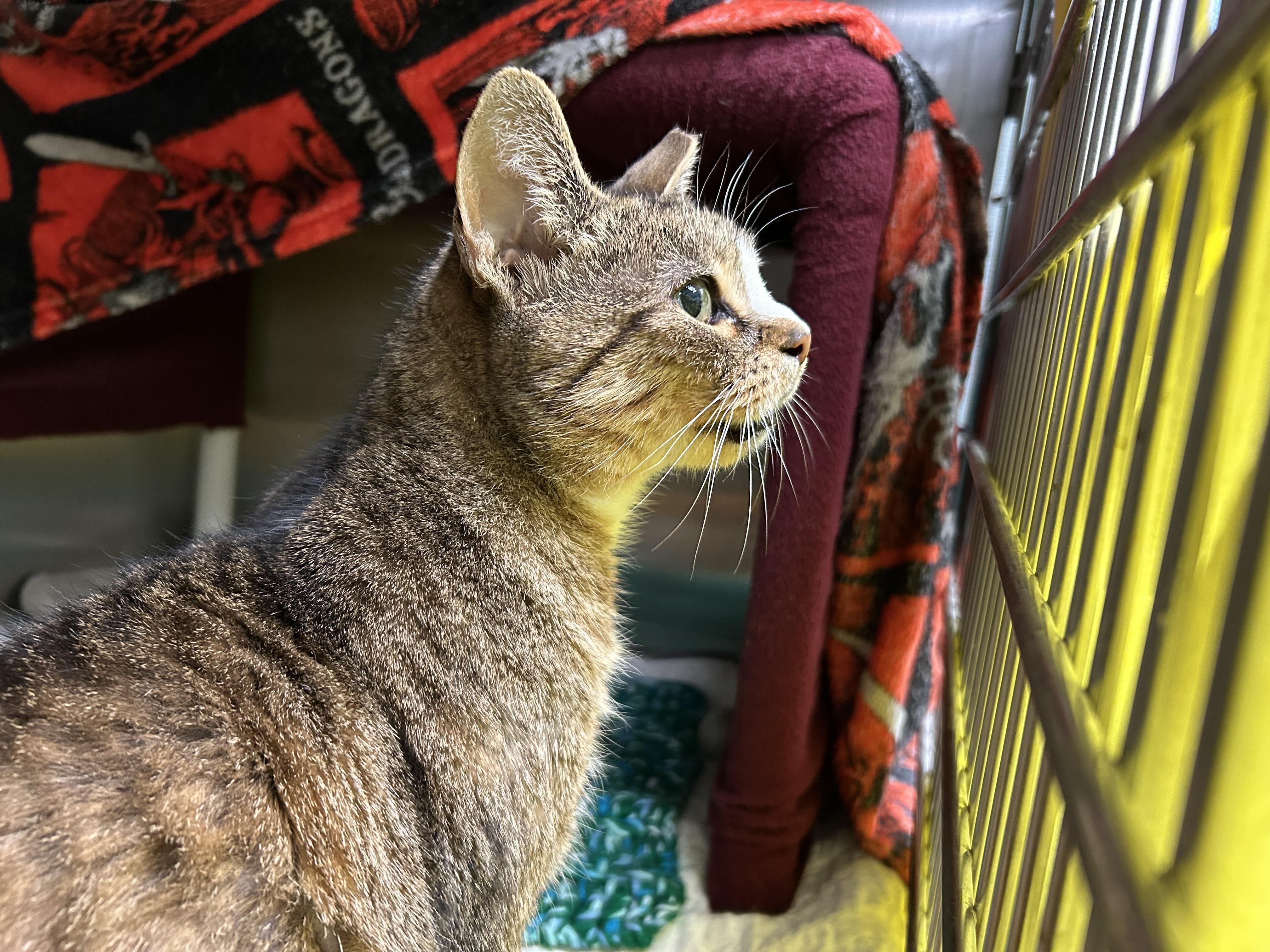 Mosquito, a Adoptable Tabby in Westfield, MA image 3/3