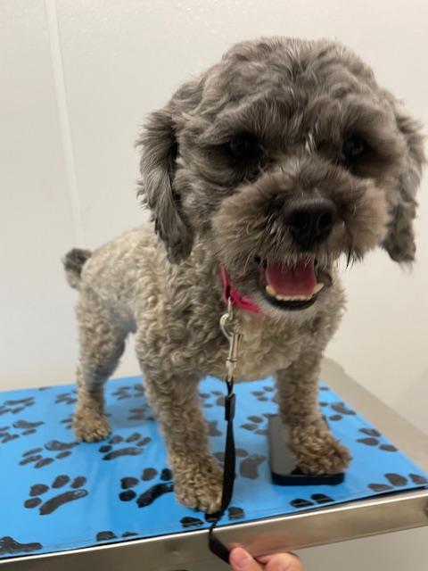 Enlarge Leo, an adopted mixed breed in Memphis, TN image 3/3