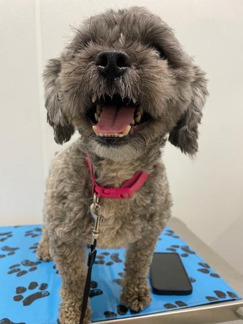 Leo, adopted, Adult Male Shih Tzu & Poodle.