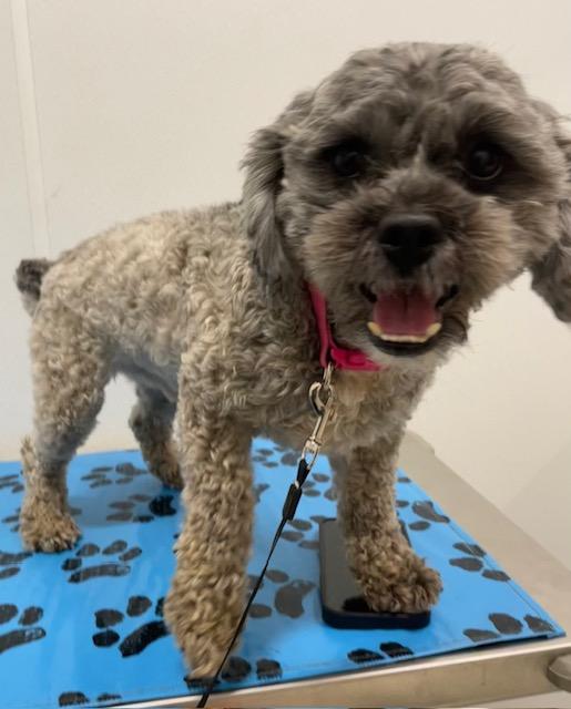 Enlarge Leo, an adopted mixed breed in Memphis, TN image 2/3