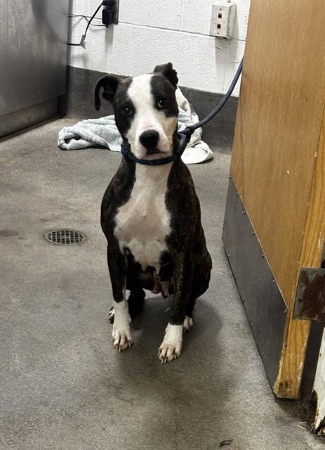 SASHA, Adoptable, Adult Female Bull Terrier & Mixed Breed.