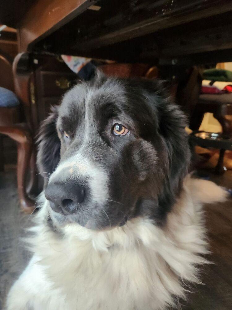 Jam, Adoptable, Adult Female Newfoundland Dog.