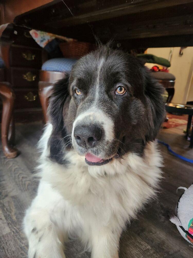Enlarge Jam, a Adoptable Newfoundland Dog in Gales Ferry, CT image 2/3