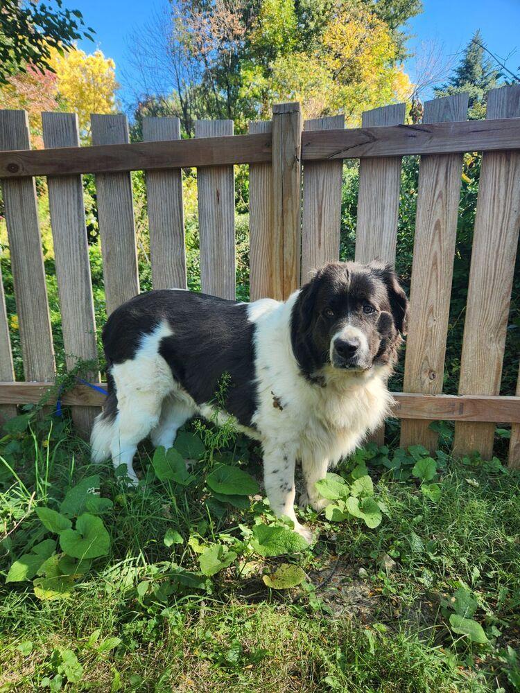 Enlarge Jam, a Adoptable Newfoundland Dog in Gales Ferry, CT image 3/3