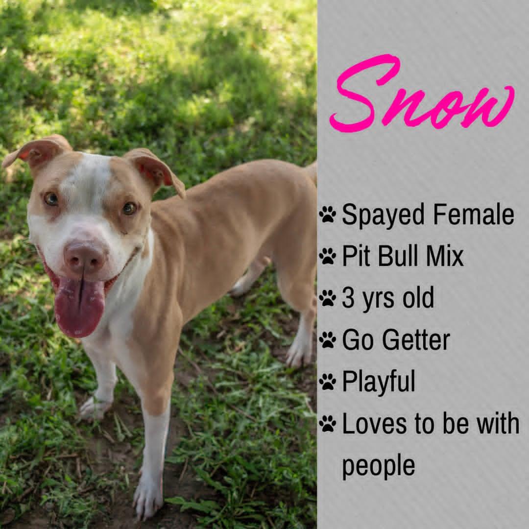 Snow, ADOPTABLE, Adult Female Pit Bull Terrier.