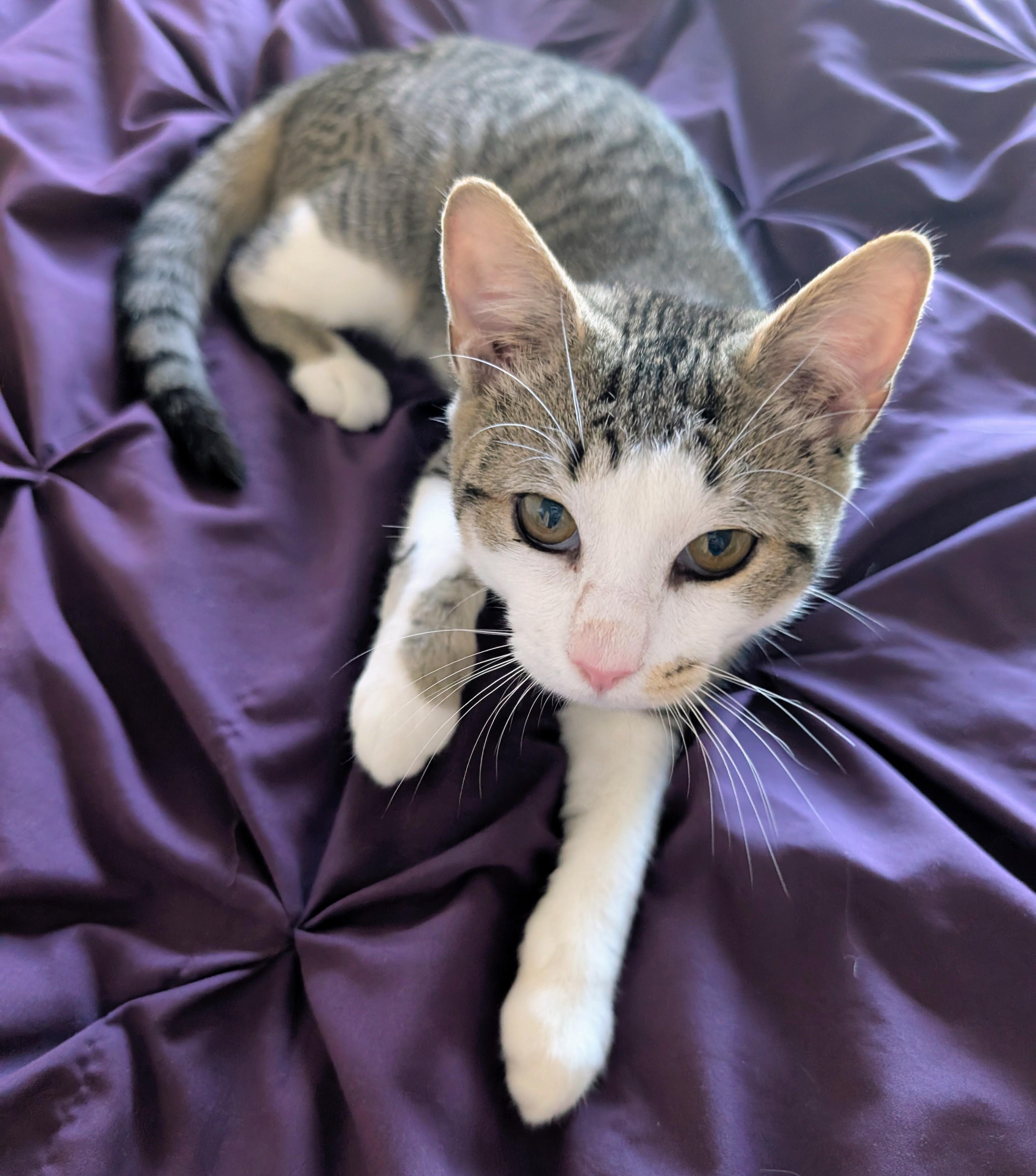 Catsanova, a Adoptable mixed breed in Sanford, NC image 4/6