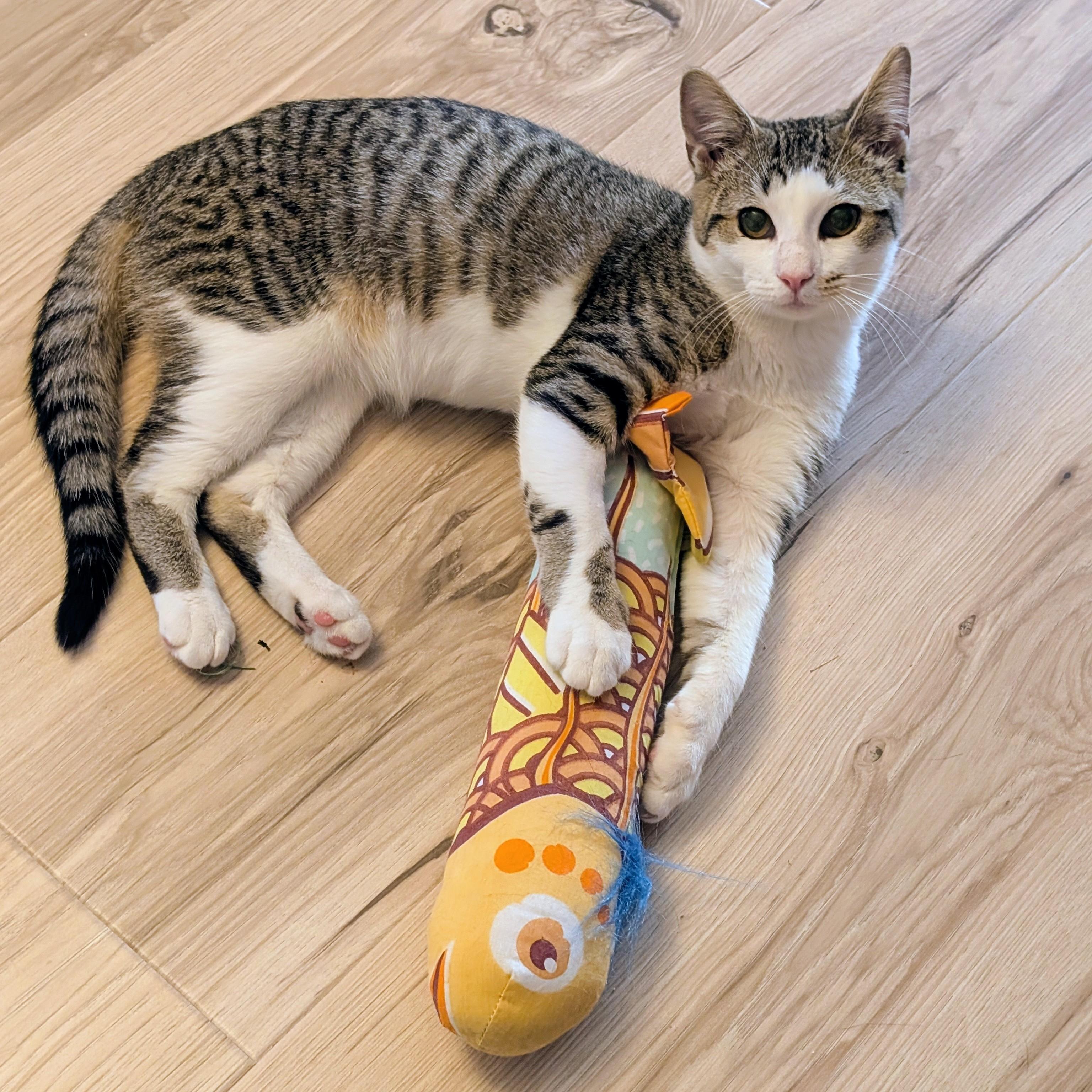 Catsanova, a Adoptable mixed breed in Sanford, NC image 2/6