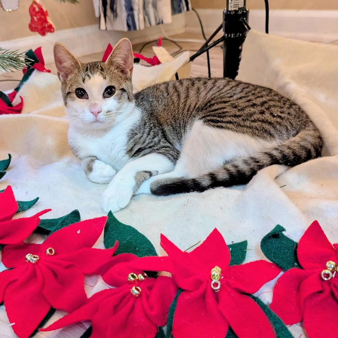 Catsanova, Adoptable, Kitten Male Domestic Short Hair & American Shorthair.