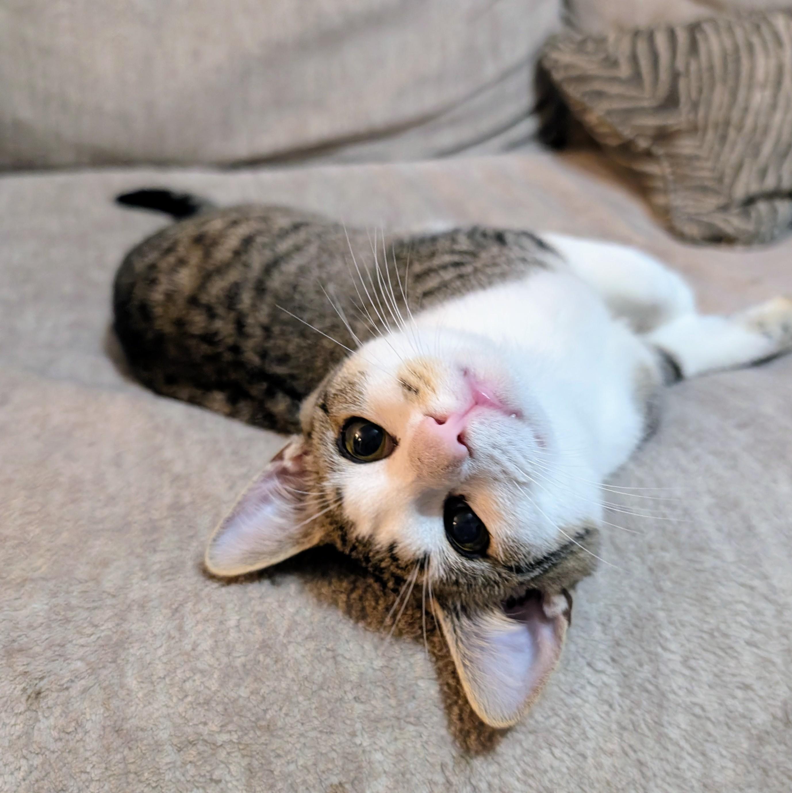 Catsanova, a Adoptable mixed breed in Sanford, NC image 1/6