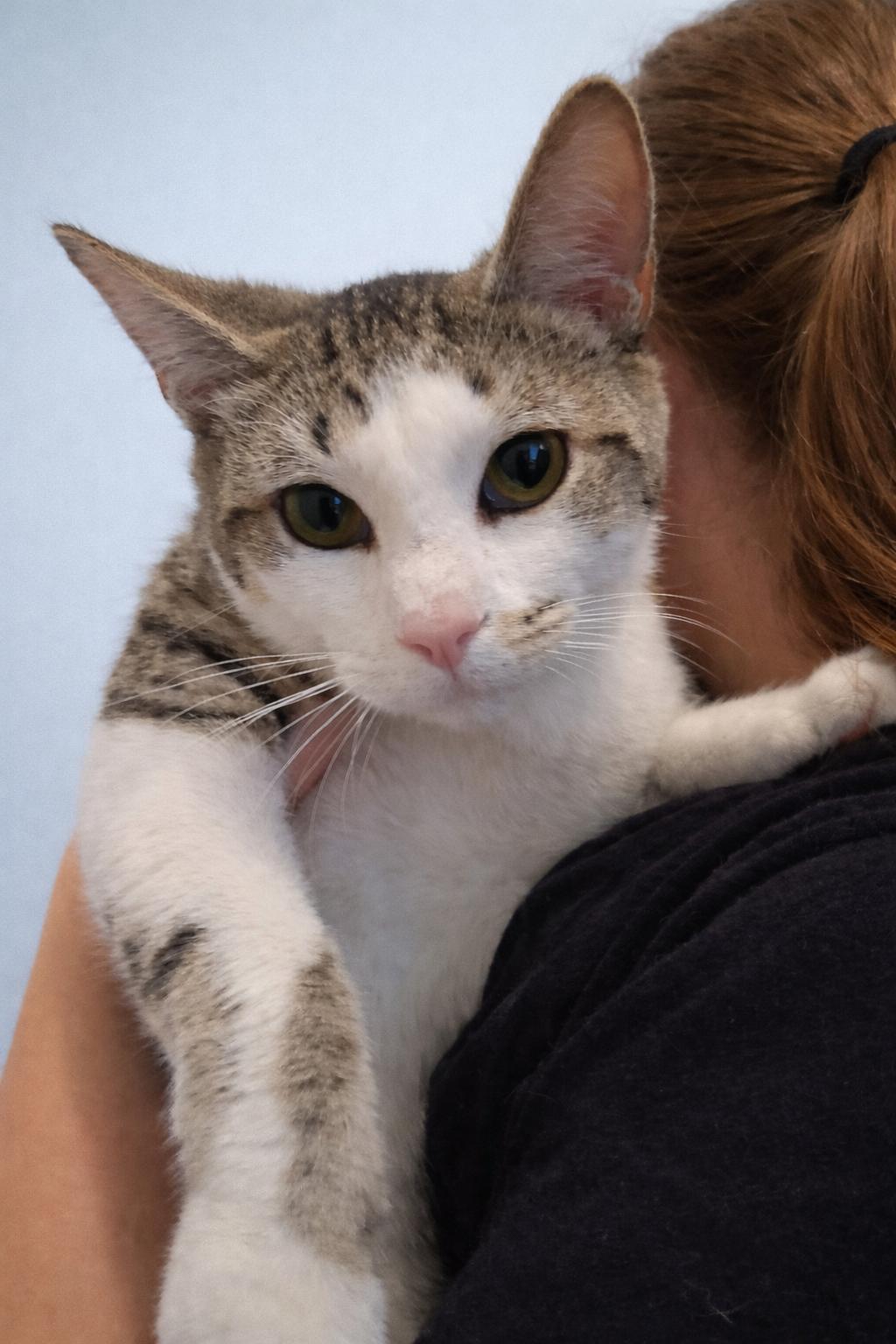 Catsanova, a Adoptable mixed breed in Sanford, NC image 5/6