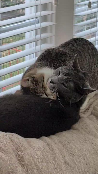 Enlarge Catsanova, a Adoptable mixed breed in Sanford, NC video 6/6