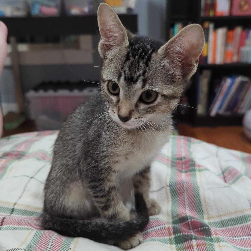 Anna, Adoptable, Kitten Female Domestic Short Hair.
