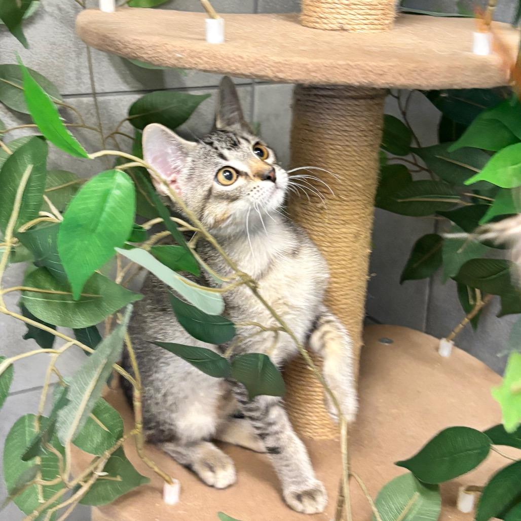 Enlarge Anna, a Adoptable Domestic Short Hair in Commerce City, CO image 2/6