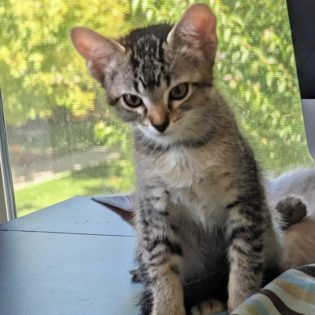 Enlarge Anna, a Adoptable Domestic Short Hair in Commerce City, CO image 5/6
